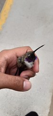 Rhodopis vesper atacamensis