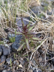 Pedicularis parviflora