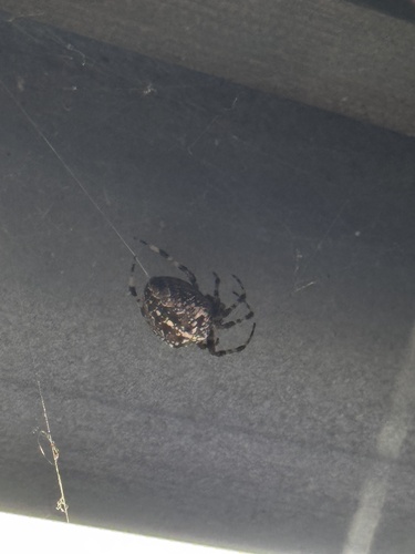 Cross Orbweaver