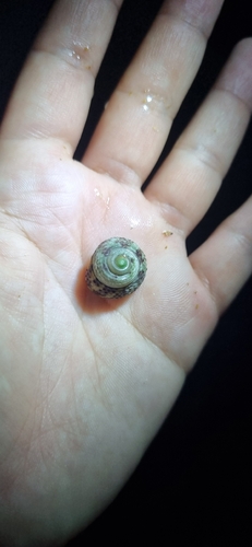 Agathistoma viridulum observed 2026-10-01
