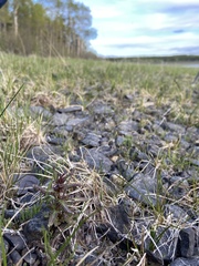 Pedicularis parviflora