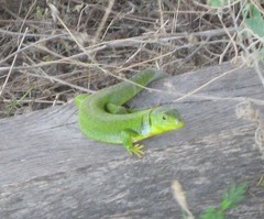 Lacerta diplochondrodes
