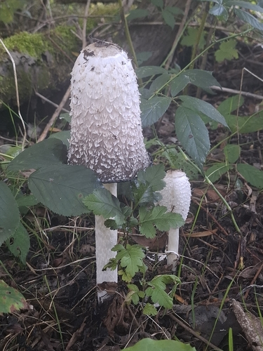 Shaggy Mane