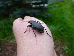Carabus aeruginosus