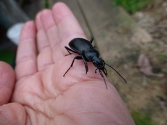 Carabus aeruginosus