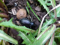 Carabus aeruginosus
