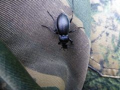 Carabus aeruginosus