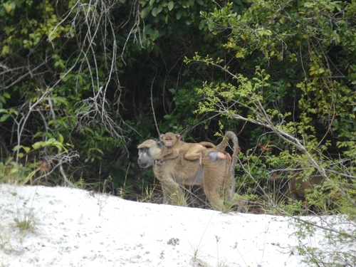 Papio cynocephalus