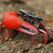 Splendid Fiddler Crab - Photo (c) Shiwan Lu, some rights reserved (CC BY-NC-SA), uploaded by Shiwan Lu