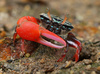 Splendid Fiddler Crab - Photo (c) Shiwan Lu, some rights reserved (CC BY-NC-SA), uploaded by Shiwan Lu