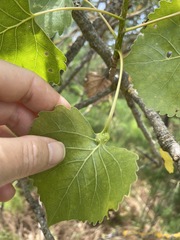 Pemphigus populicaulis