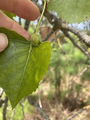 Pemphigus populicaulis