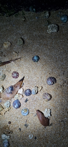 Agathistoma viridulum observed 2026-10-01