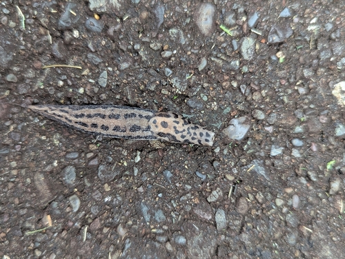 Leopard Slug
