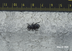 Clinterocera scabrosa