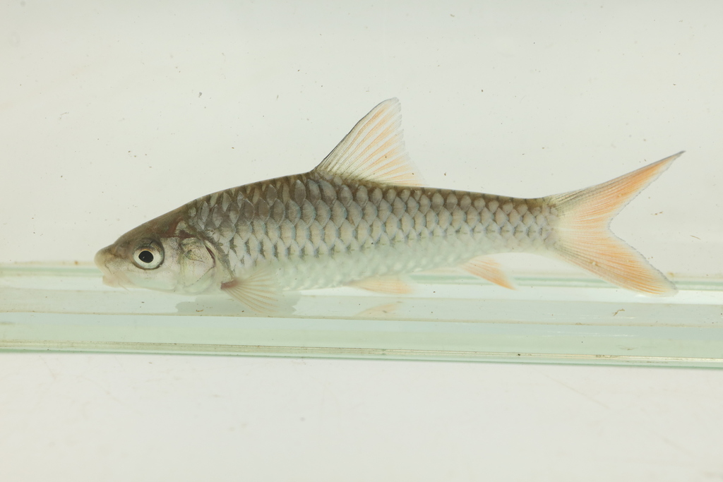 Labeobarbus petitjeani