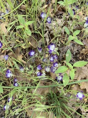 Phacelia davidsonii