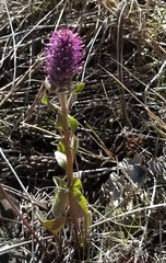 Veronica wyomingensis