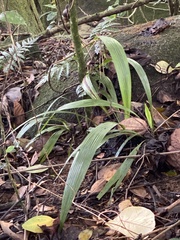 Hypoxidia rhizophylla