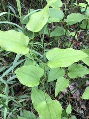 Smilax californica