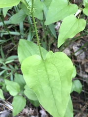 Smilax californica