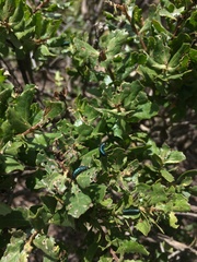 Trirhabda flavolimbata