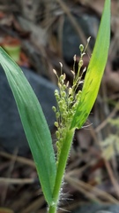 Dichanthelium lanuginosum