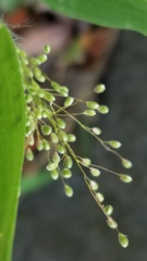 Dichanthelium lanuginosum