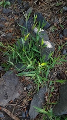 Dichanthelium lanuginosum