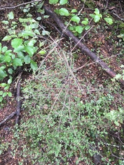 Coprosma propinqua
