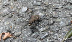 Cicindela gemmata