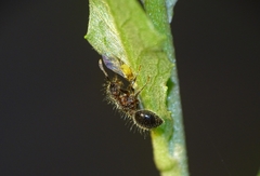 Meranoplus bicolor