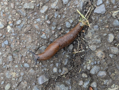 Black Slug