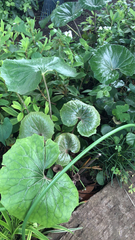 Farfugium japonicum