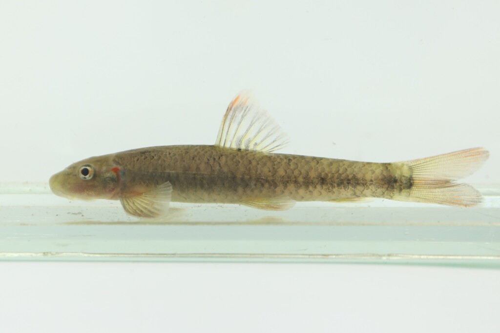 Garra waterloti