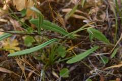 Helichrysum leucopsideum