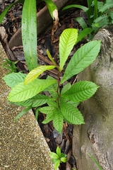 Tetracera indica
