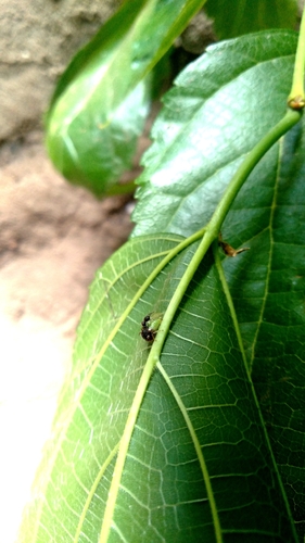 Ant-mimicking Treehopper