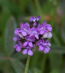 Cullen microcephalum