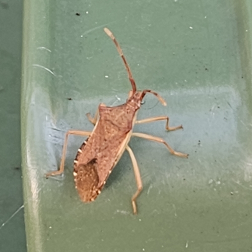 Box Bug