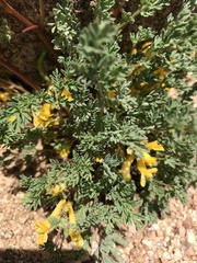 Corydalis aurea aurea