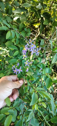 Solanum angustifidum, photograph 1