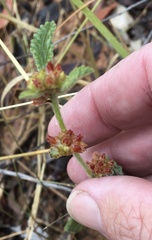 Malvastrum americanum