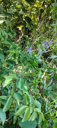 Solanum angustifidum, photograph 2