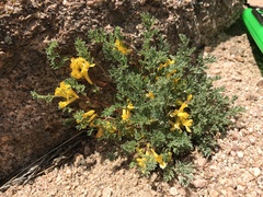 Corydalis aurea aurea