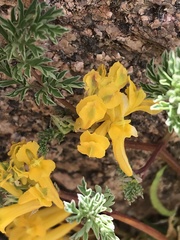 Corydalis aurea aurea