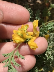 Corydalis aurea aurea