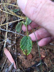 Malvastrum americanum