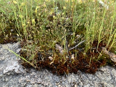 Juncus bryoides