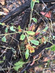 Malvastrum americanum